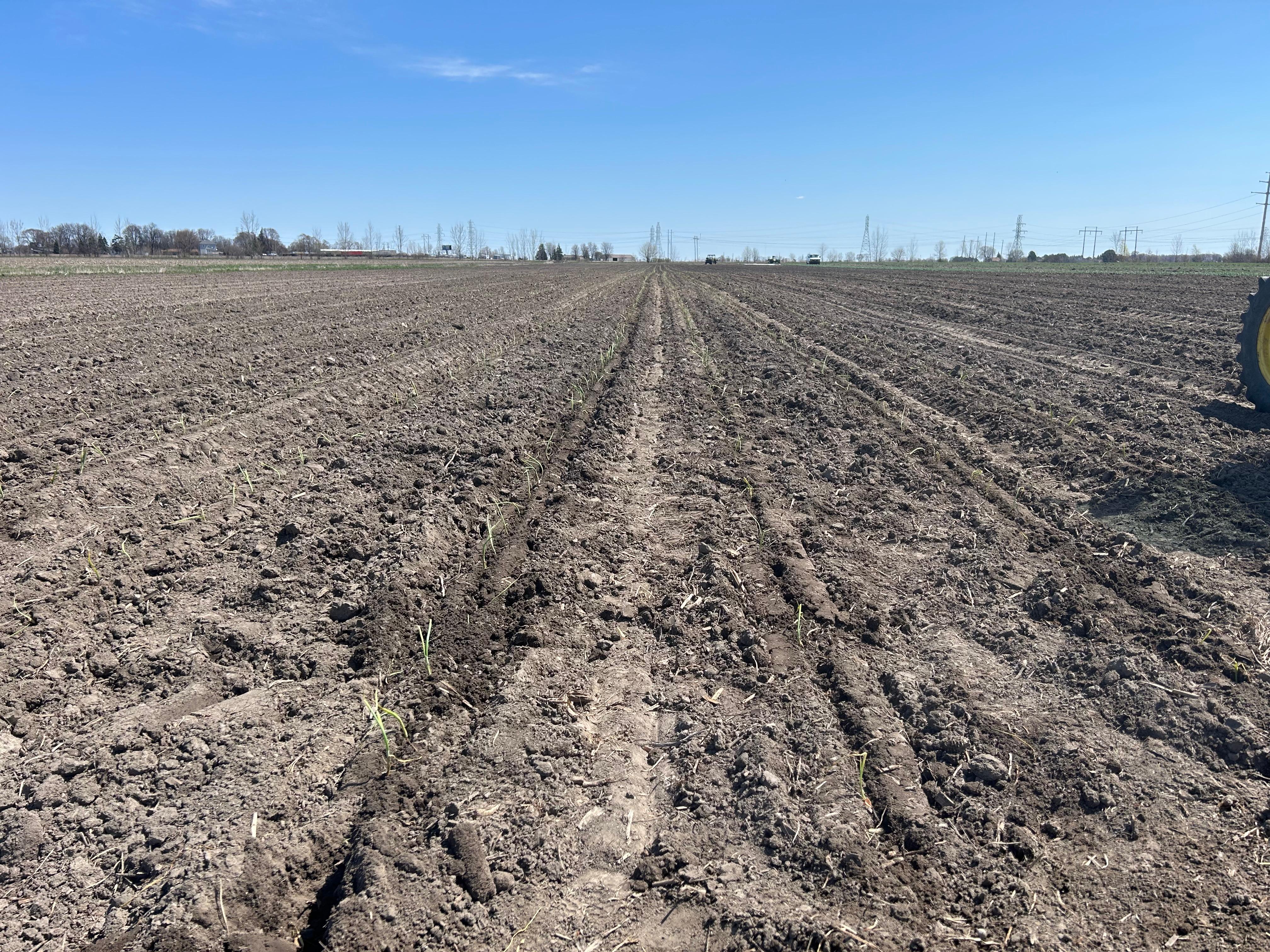 A bare field with onion transplants sticking out.